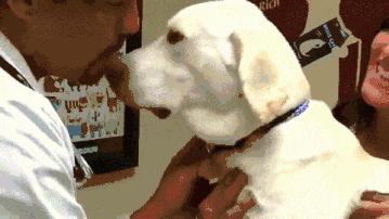 小区狗咬狗事件后续,小区内狗咬人怎么处理