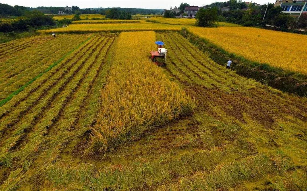 振兴乡村战略实施方案,金融扶持乡村振兴战略