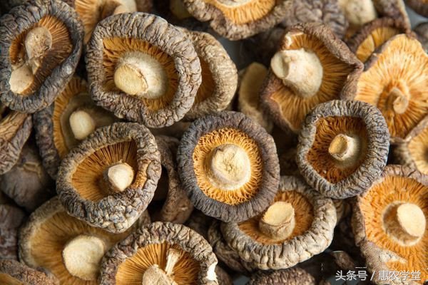 桑枝粉碎种植香菇,桑枝袋料香菇的栽培