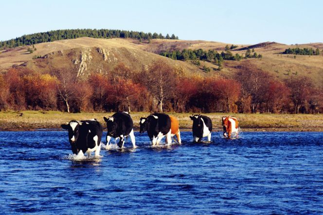 宁波飞往呼伦贝尔大草原,厦门呼伦贝尔直飞航班