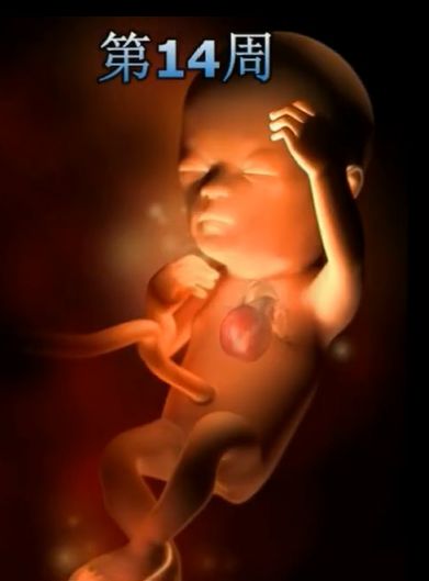 胎儿发育震撼照片,最全胎儿发育图