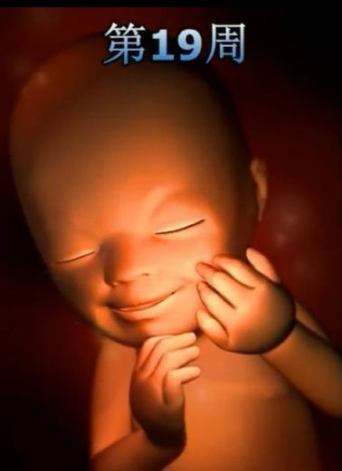胎儿发育震撼照片,最全胎儿发育图