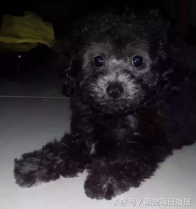 捡了一只黑色泰迪找不到主人,捡回家一只泰迪