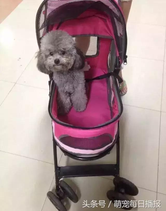 捡了一只黑色泰迪找不到主人,捡回家一只泰迪