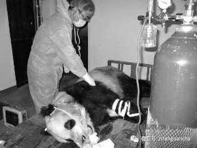 秦岭大熊猫犬瘟热事件,犬瘟热危险期