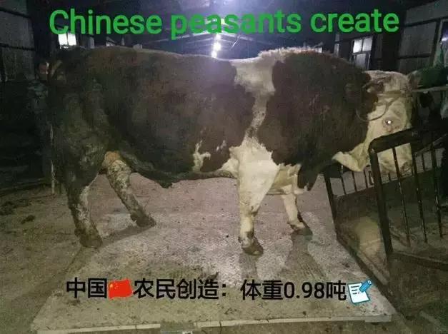 肉牛存栏量不足,国产牛肉为啥一直发展不起来