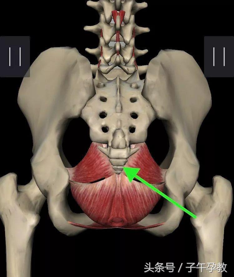 孕期坐久了屁股尾骨疼是怎么回事,孕妇久坐尾巴骨疼怎么回事
