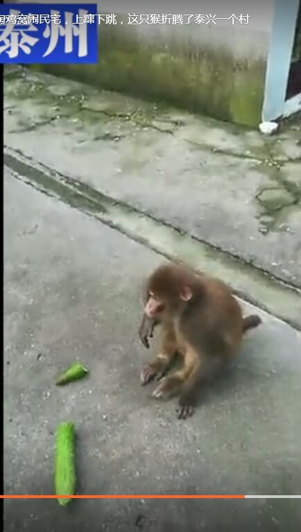 泰兴根思突然冒出一个奇怪动物，上窜下跳的，竟然闹腾了整个村！