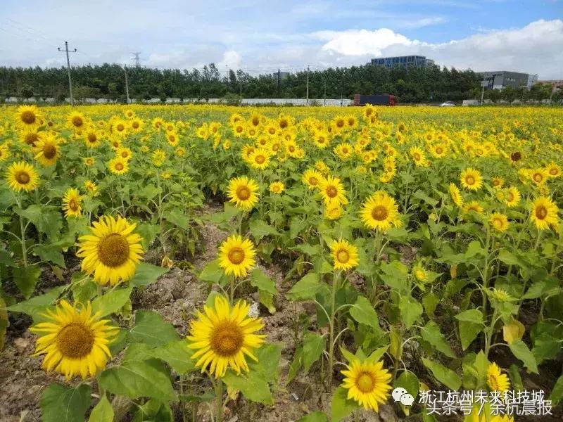 一大片向日葵花海视频,向日葵花海临平