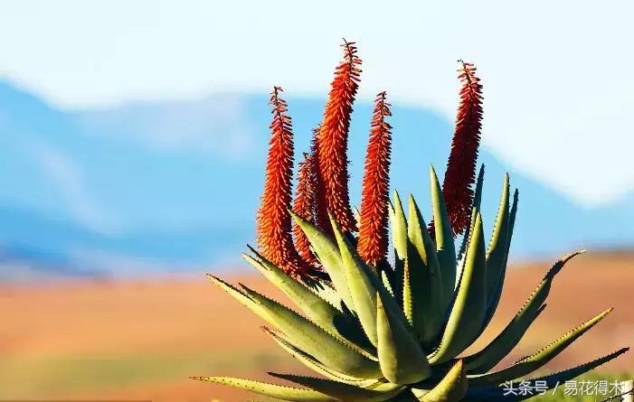 所有的芦荟都可以美容,什么样的芦荟不可以美容用