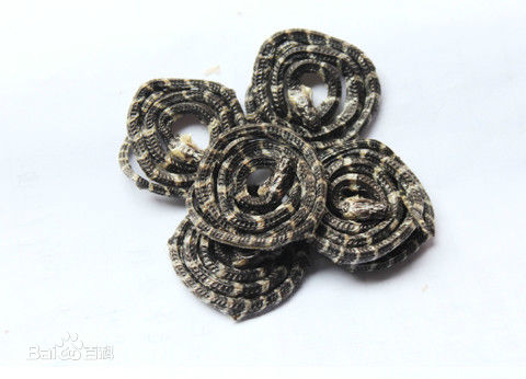 银环蛇咬伤生命垂危,银环蛇被蛇咬伤的真实视频