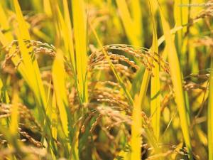 黍稷麦豆的读音,稻麦黍菽稷五谷资料