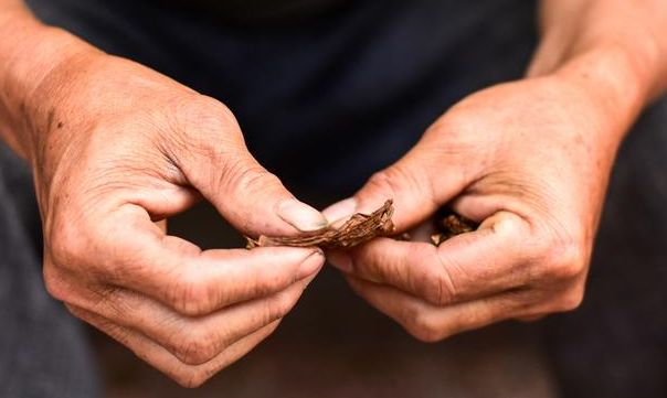 什邡雪茄溯源之旅,什邡生产的雪茄有哪些