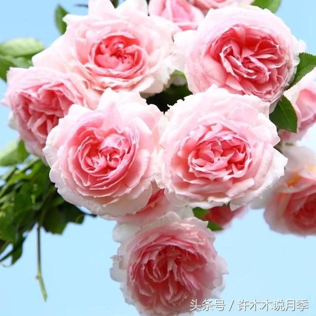 月季黑杆的处理方法,月季黑杆了怎么办教你一招解决