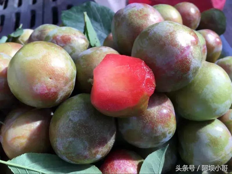 相约盛夏七月，康养汶川的李子熟了！花椒红了！