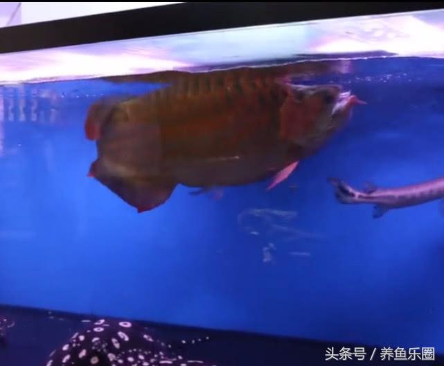 群游观赏鱼很帅,老缸养红龙注意事项