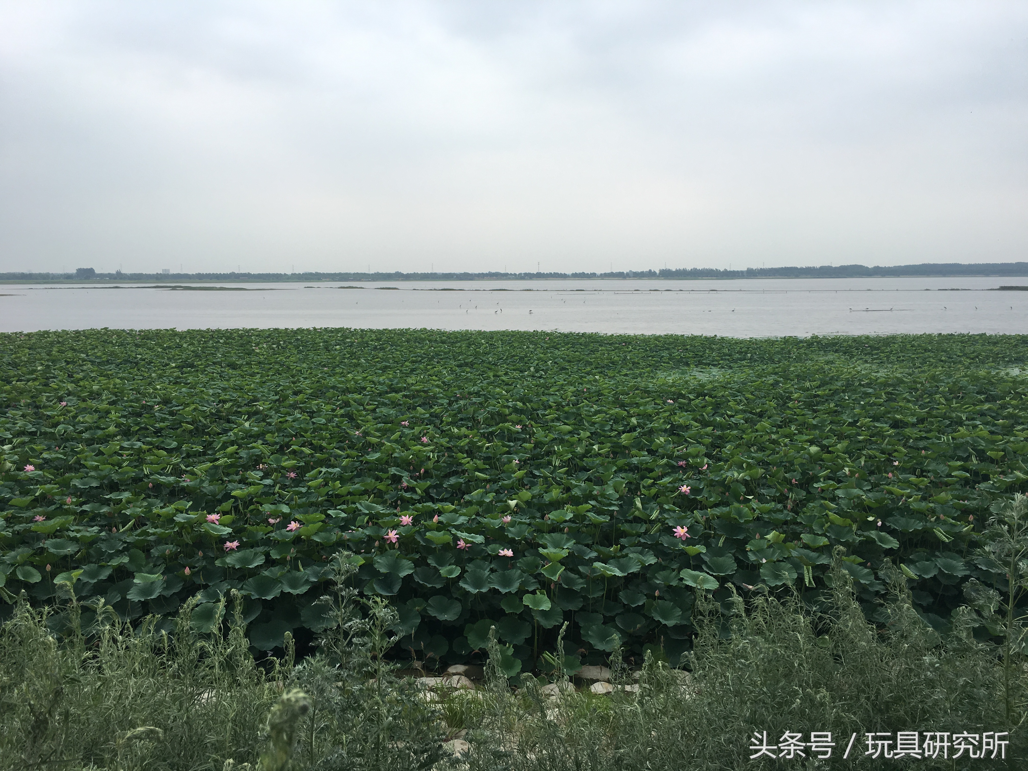 辽中珍珠湖看荷花带着孩子去哪儿玩珍珠湖环湖游沈阳周边游