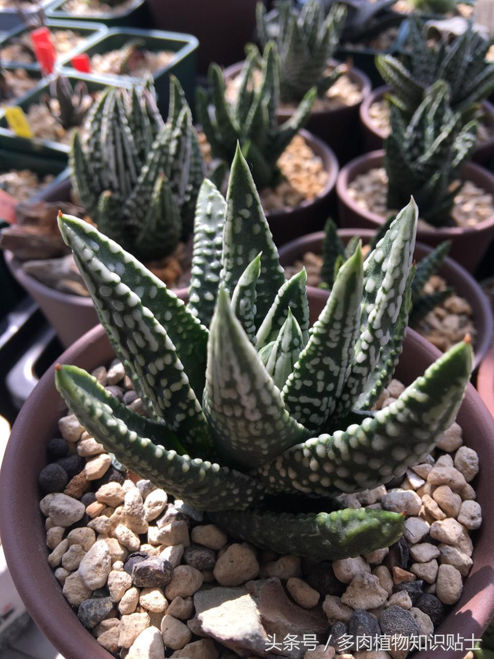 大神的硬叶十二卷阳台，为它们写日记