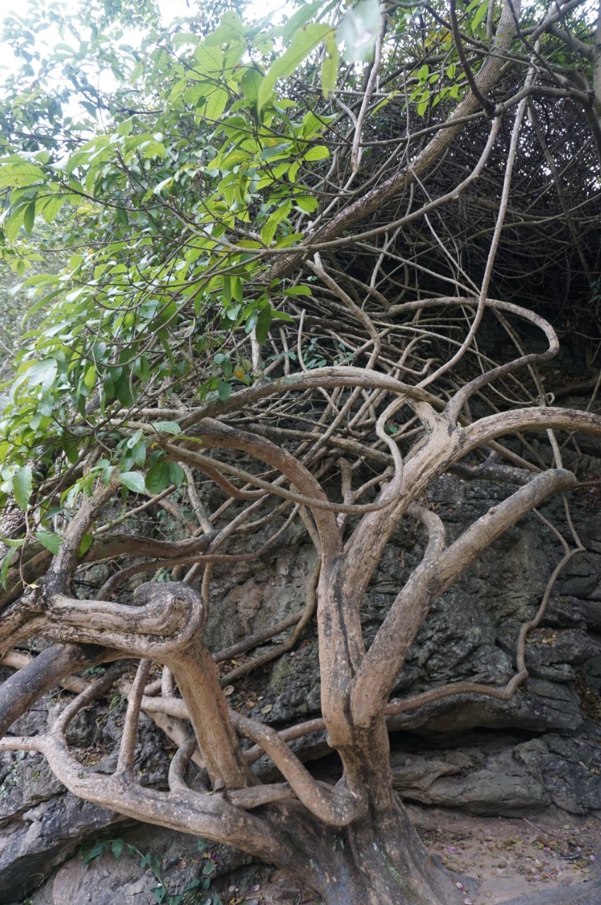 多彩贵州行——黄果树风景区之灵魂玲珑秀美“天星桥”