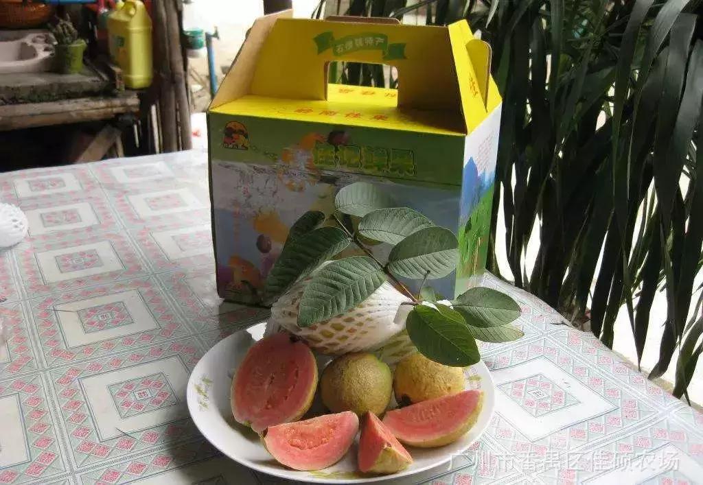 广州南沙冬天有番石榴摘吗,元旦广州摘番石榴