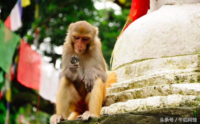 尼泊尔印度斯里兰卡穷游篇 (尼泊尔1000元穷游攻略详细版)