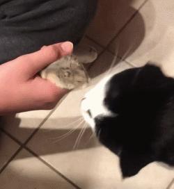 仓鼠和猫为什么是最好的朋友,猫和仓鼠居然成为了好朋友