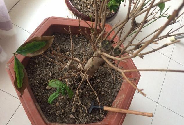 要想养好月季花需要什么,想养好桂花树