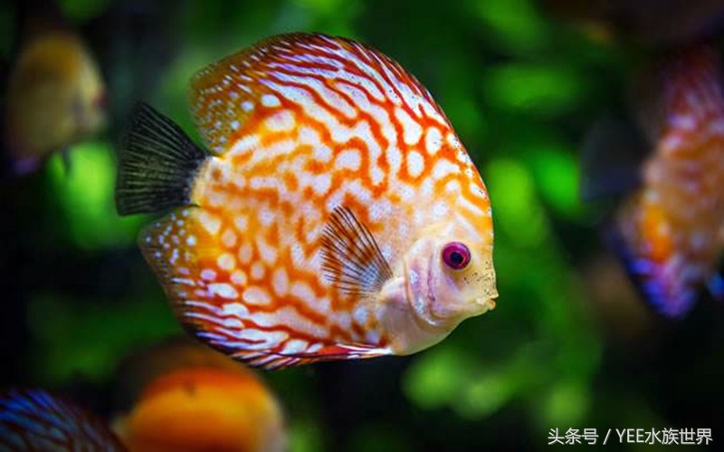 网上买鱼要注意什么,新手网上买鱼好吗