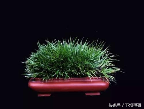 农村小溪边这种野草，曾经孩子们用来换零花钱，好多人不认识