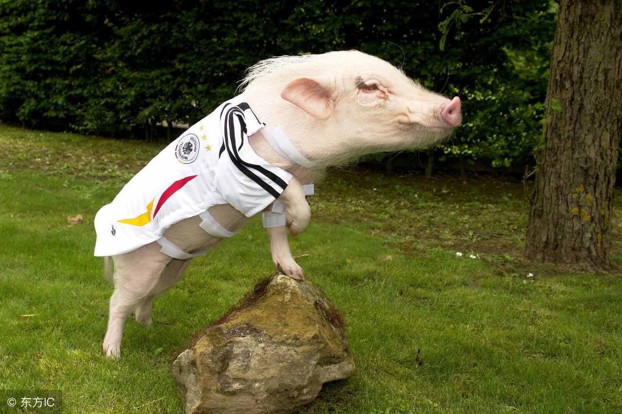 猪与人组合,猪和足球队