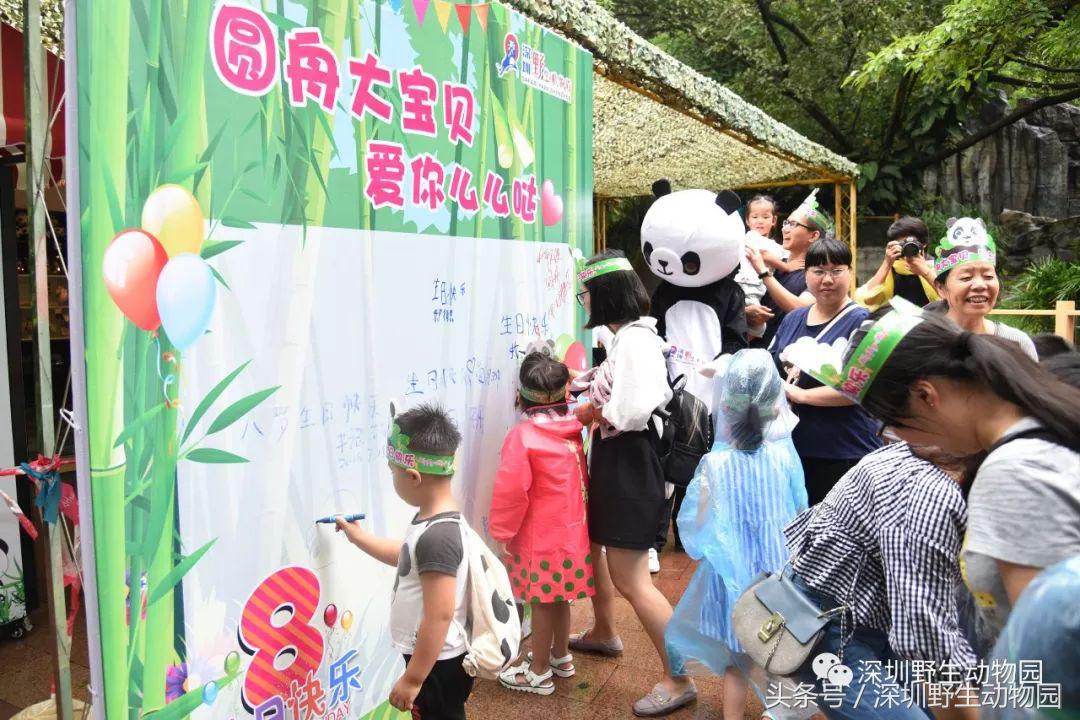 圆舟8岁啦！品足球蛋糕，预测世界杯，猫粉冒雨为他庆生！