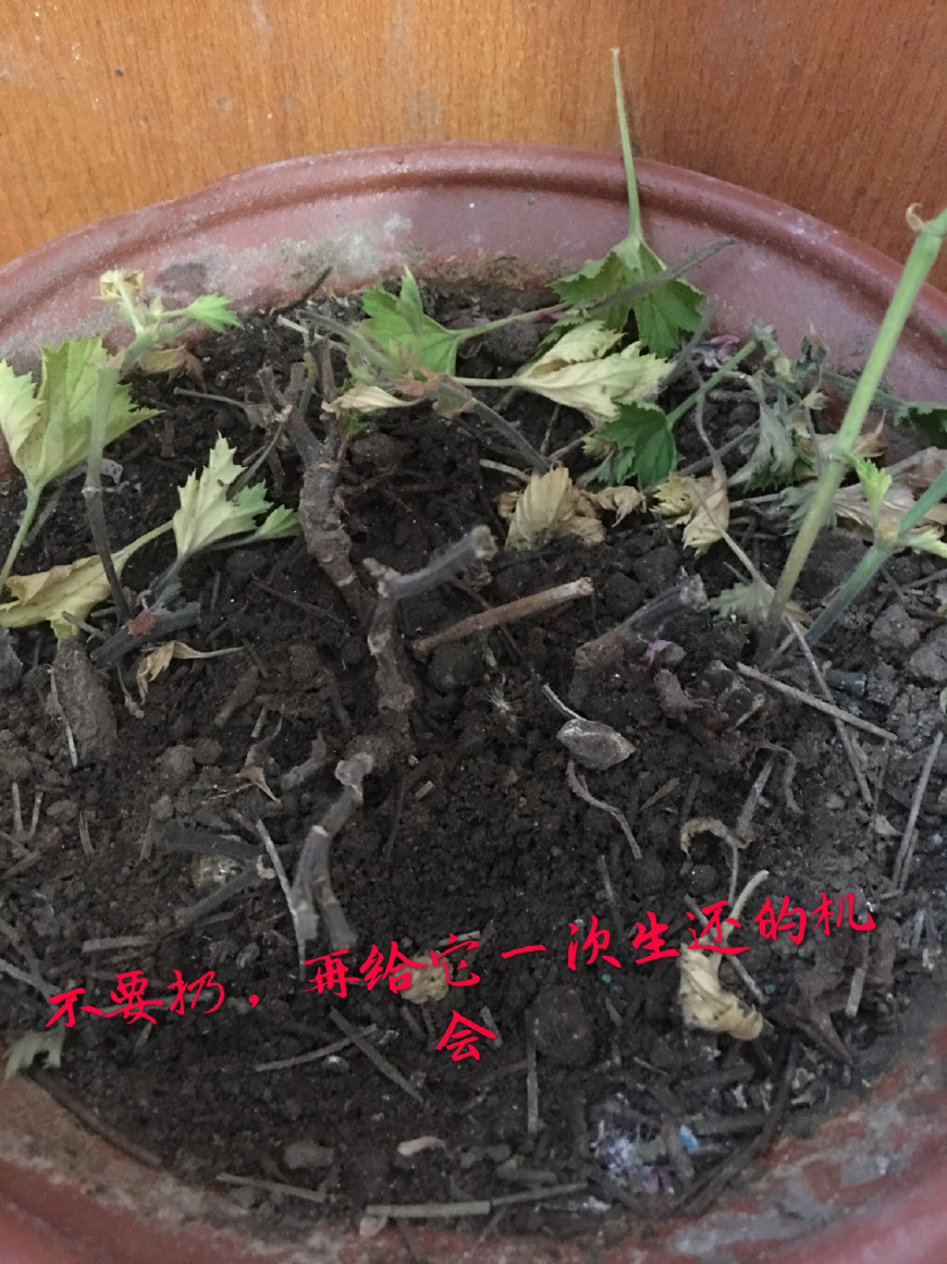 如何救活花花草草,如何挽救快干死的植物