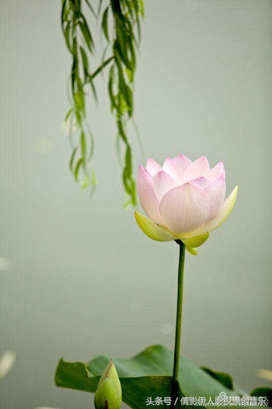 荷花之歌,立夏荷花音乐