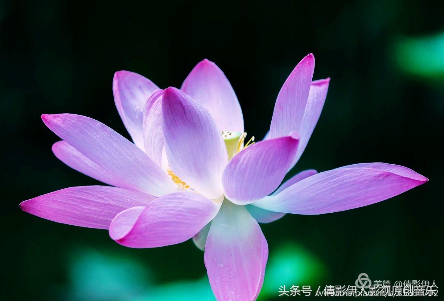 夏荷晕倒在海教官怀里,夏荷最美的十首诗