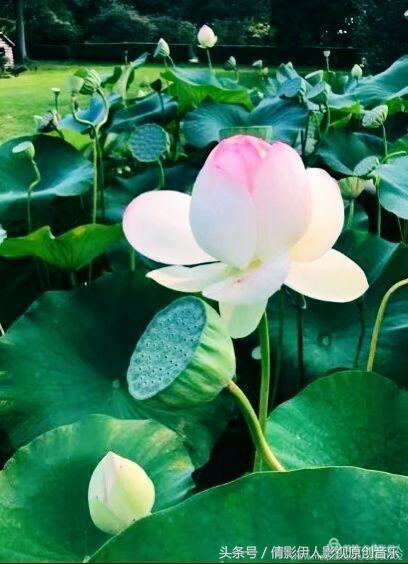 夏荷晕倒在海教官怀里,夏荷最美的十首诗