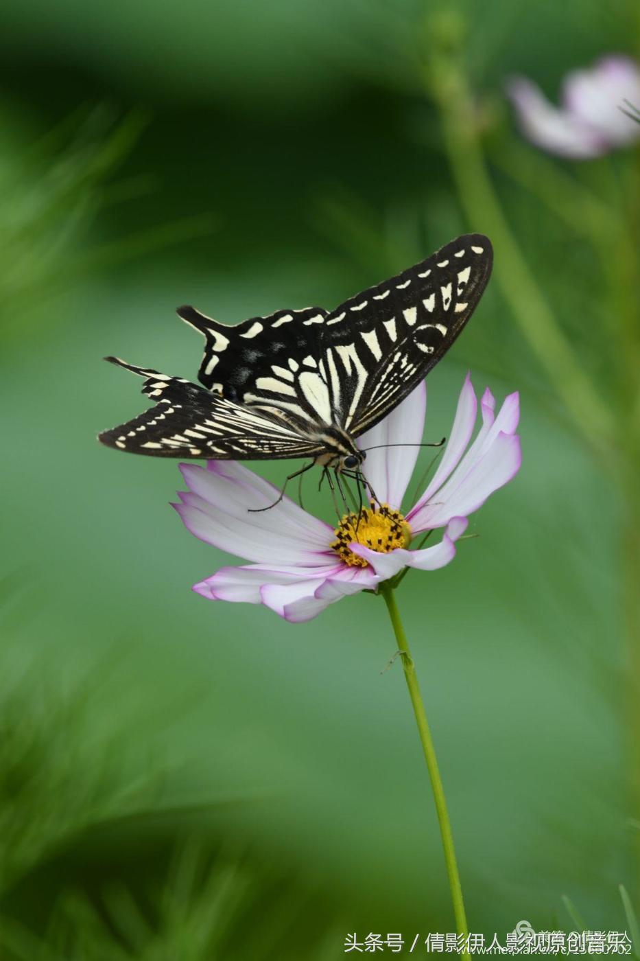 夏荷晕倒在海教官怀里,夏荷最美的十首诗