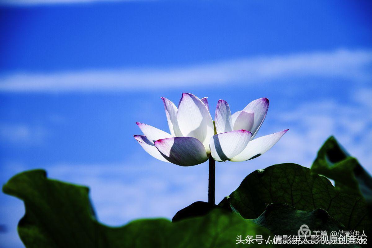 夏荷晕倒在海教官怀里,夏荷最美的十首诗