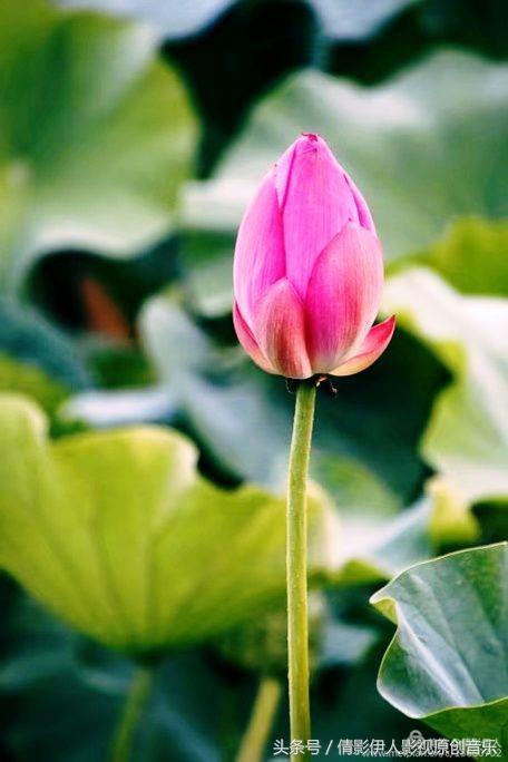 夏荷晕倒在海教官怀里,夏荷最美的十首诗