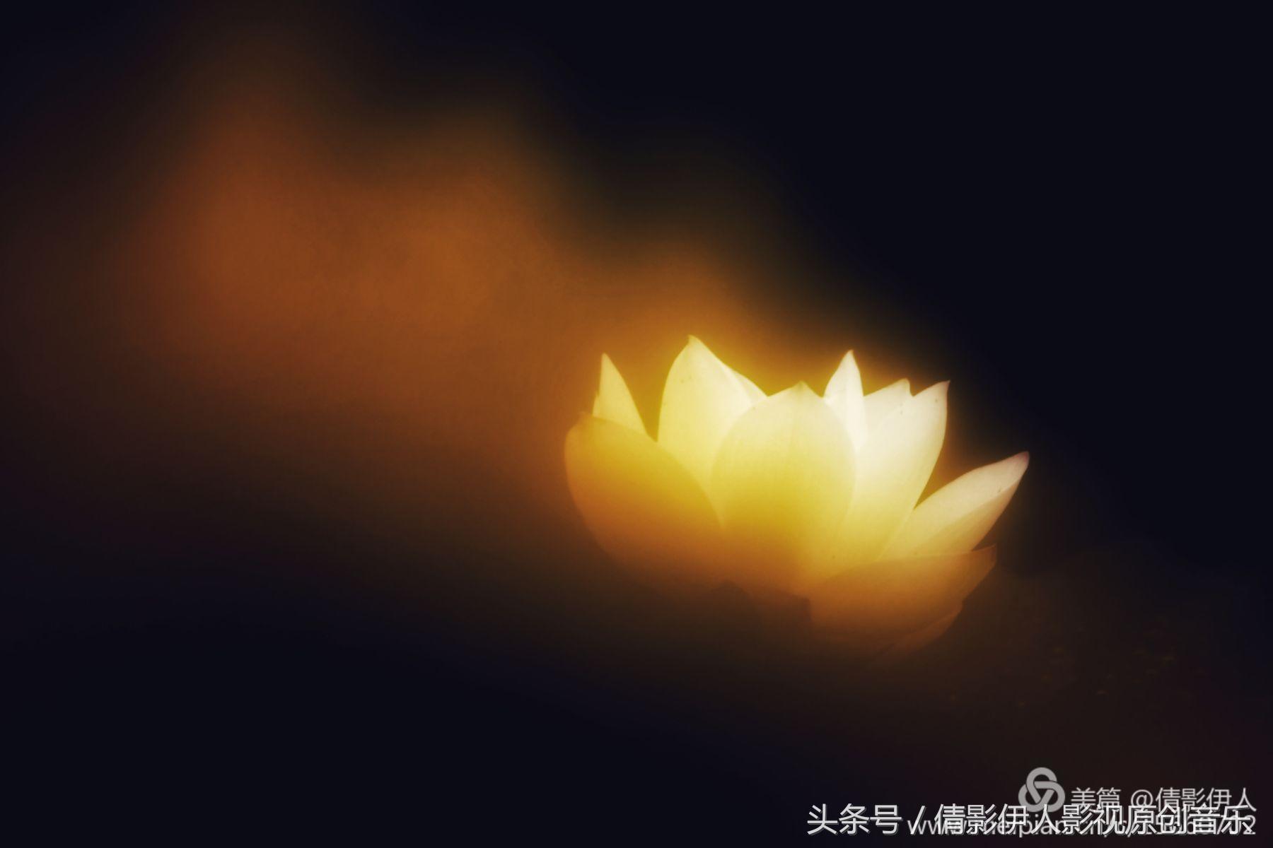 荷花之歌,立夏荷花音乐