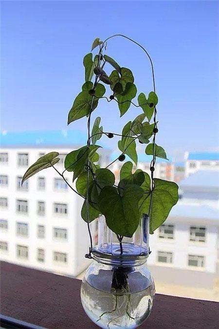 山药豆出芽长叶不爬藤,怎样盆栽山药豆