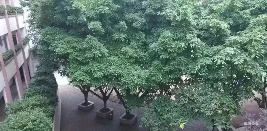 重庆渝北区小学划片一览表2021,重庆九龙坡区小学划片一览表