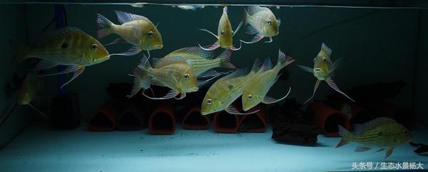 南美慈鲷鱼吃啥,南美慈鲷食土鲷好养吗