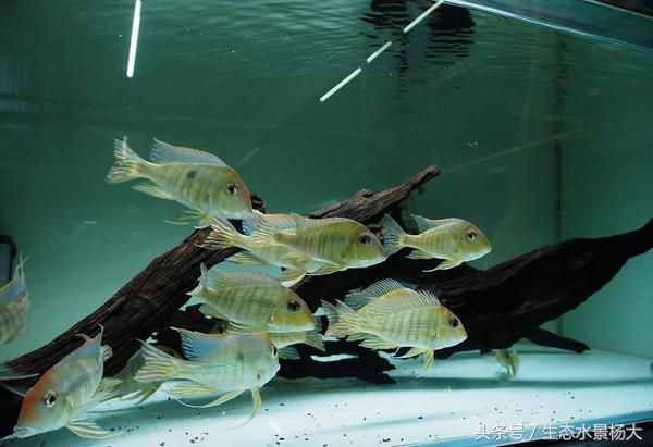 哪些慈鲷是食土鲷,食土鲷和慈鲷能混养么