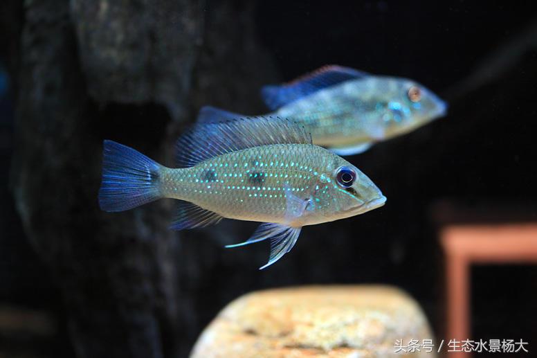 哪些慈鲷是食土鲷,食土鲷和慈鲷能混养么