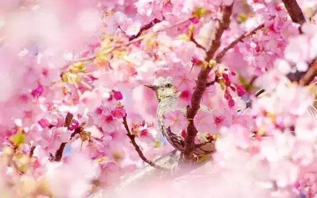 伊蒂之屋限量版礼盒,伊蒂之屋樱花