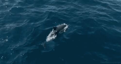 有一种鲸鱼很孤独,有一种鲸鱼特别孤独