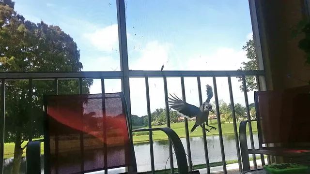 万物皆有灵性一个女孩救了只小鸟,万物皆有灵救小鸟