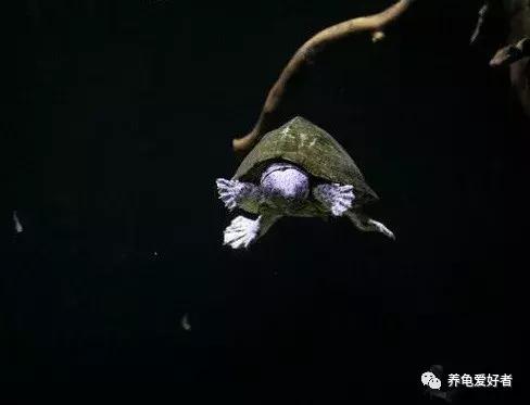 养龟灵的正确使用方法,养小草龟的正确方法