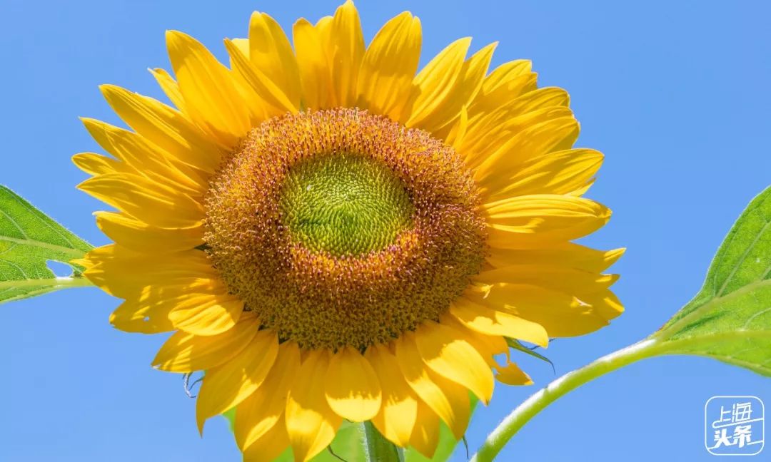 上海罗泾向日葵花田,上海各公园向日葵花海即将盛放