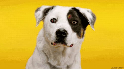 狗狗错位骨折了怎么办,狗狗不小心摔跤站不了了怎么办